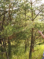 Cutie Simone making him cum good